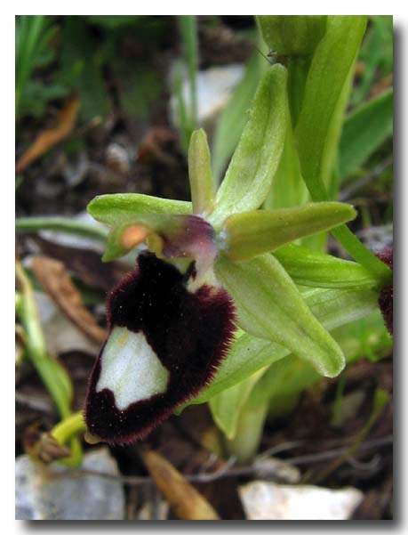 Ophrys: gruppo Ophrys bertolonii